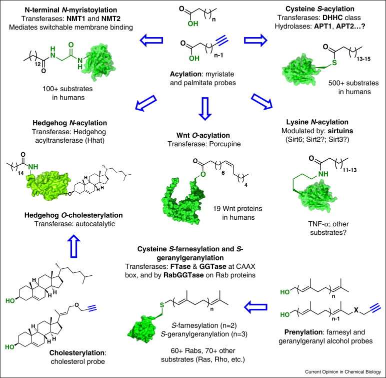 Structures and known scope of the major forms of protein lipidation.