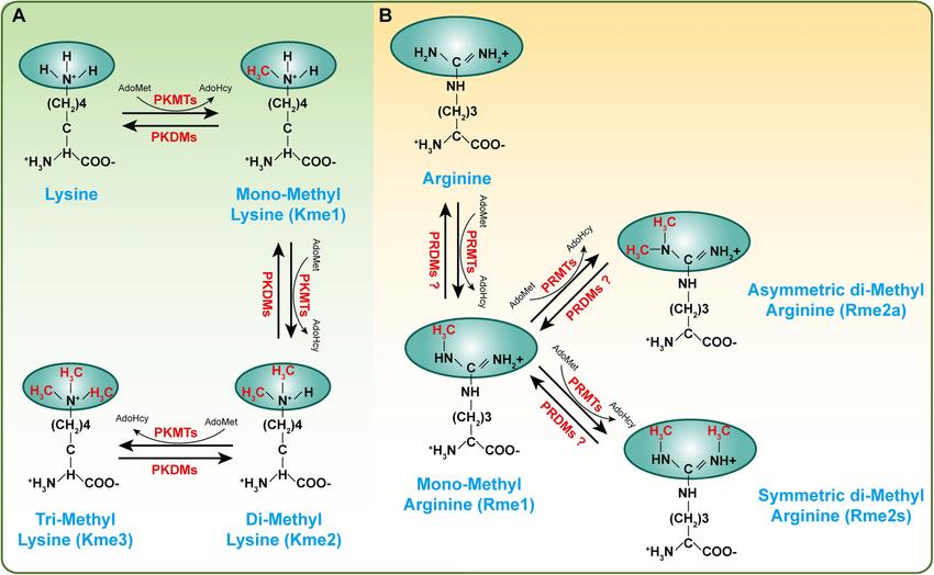 A schematic diagram of histone methylation on lysine or arginine residues.