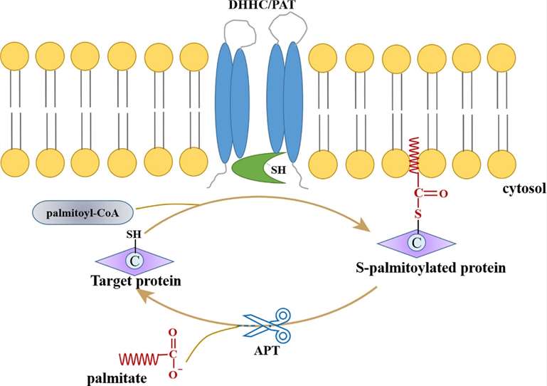 Workflow of proteome-wide identification of lysine propionylation in five bacteriaProtein palmitoylation/depalmitoylation cycle.