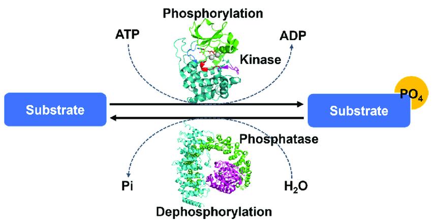 The overall mechanism of protein phosphorylation regulated by protein kinases and protein phosphatase.