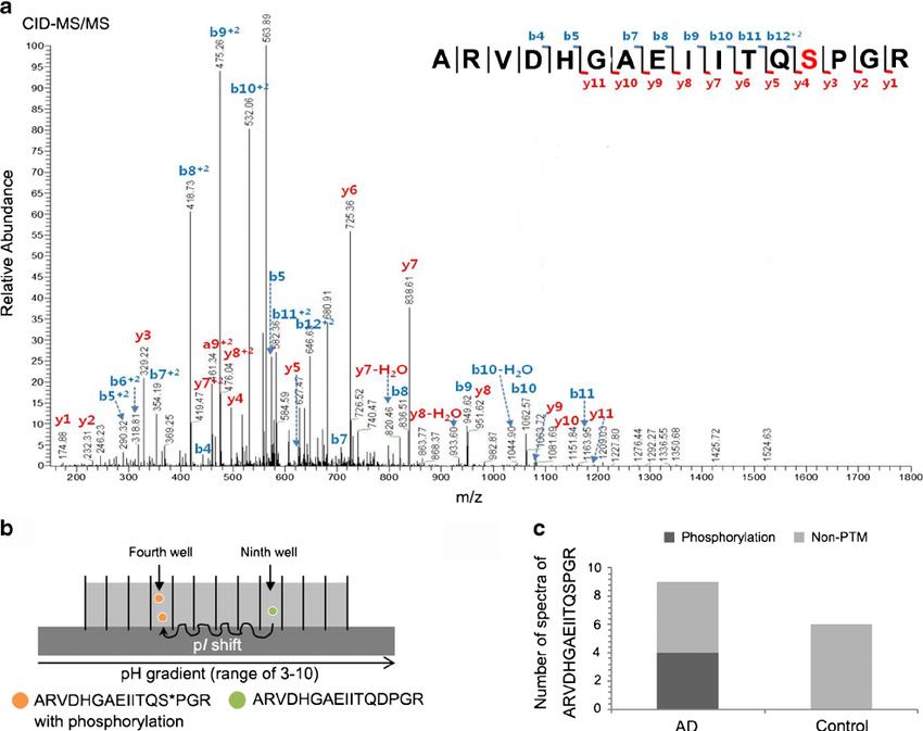 Validation of quantitative analysis of phosphorylated proteins.