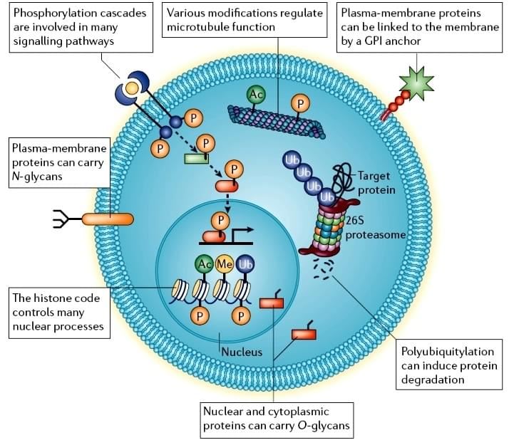 Protein Post-translational Modification Analysis