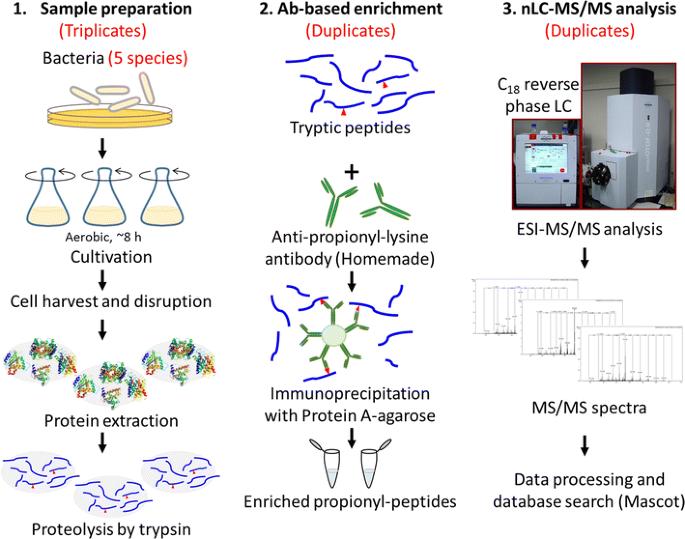 Workflow of proteome-wide identification of lysine propionylation in five bacteria