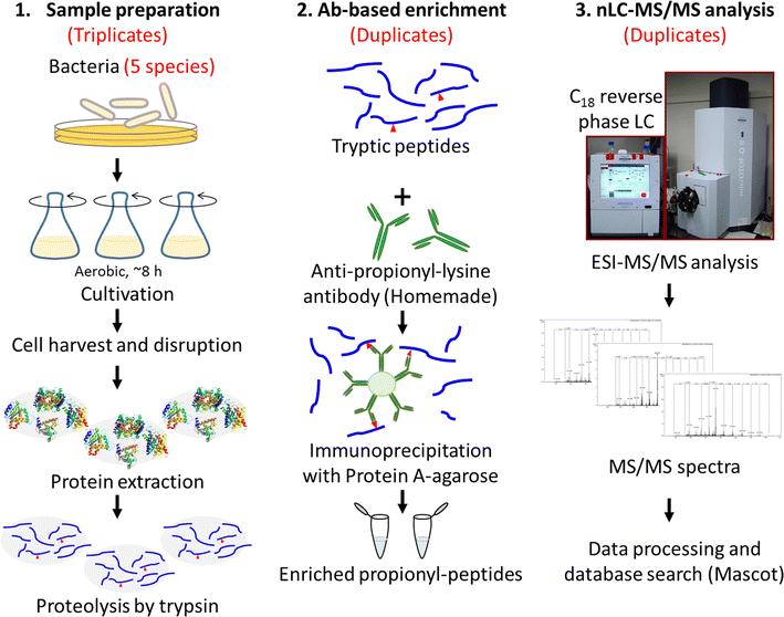 Workflow of proteome-wide identification of lysine propionylation in five bacteria