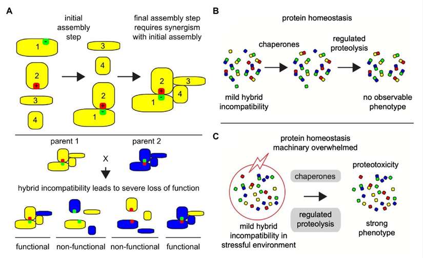 Co-evolving protein-protein interactions depend on the phenotypic traits and stressful environmental and cellular conditions can reveal hybrid incompatibility phenotypes.