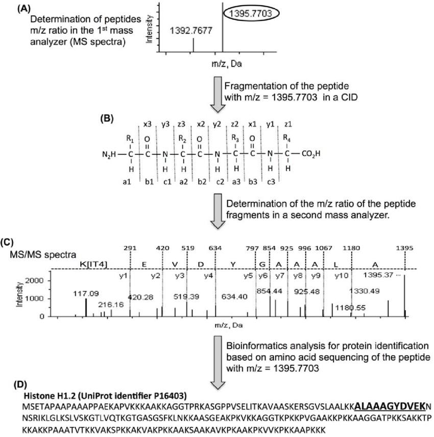 Amino acid sequencing-based protein identification