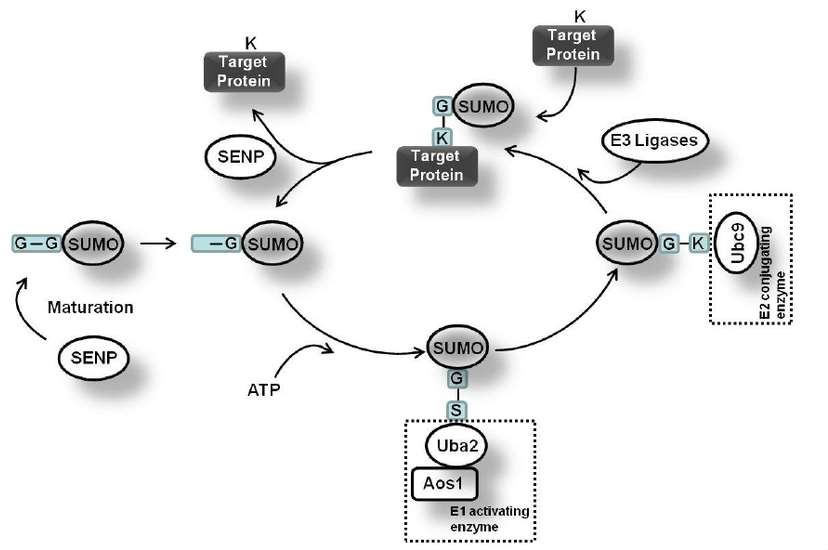 Protein SUMOylation pathway 