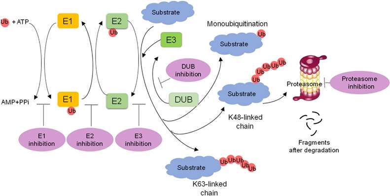 Overview of the ubiquitin-proteasome system (UPS) and targeting strategies for the UPS