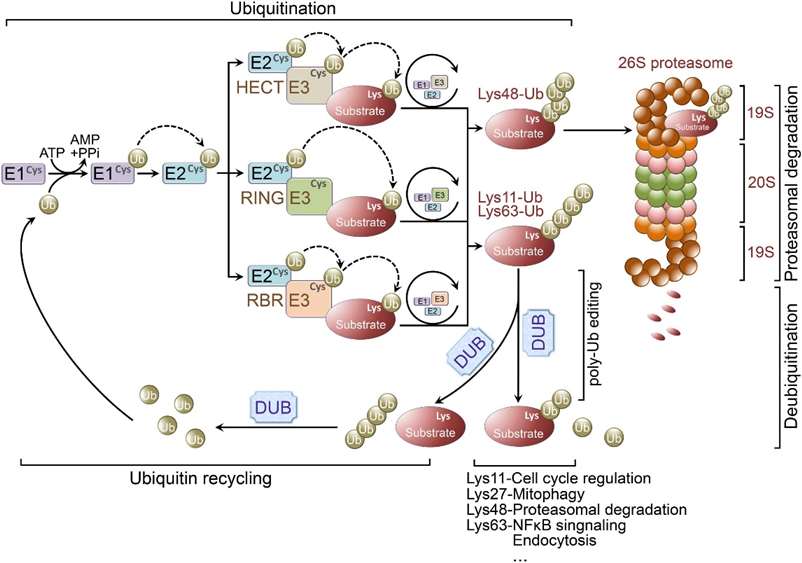 Ubiquitination and ubiquitin-proteasome system