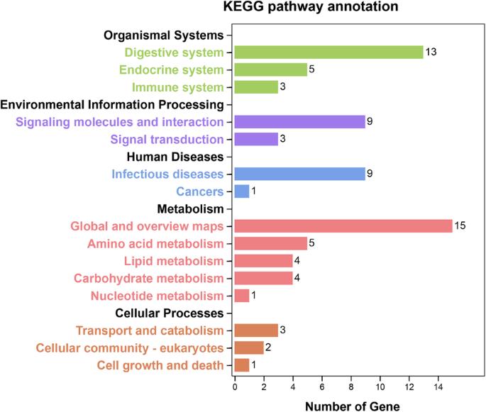 KEGG Analysis