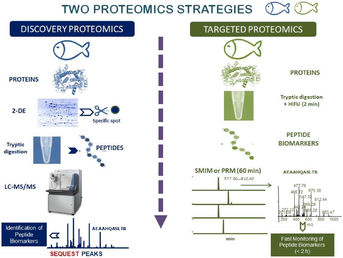 Workflow of proteomics: discovery and targeted proteomics