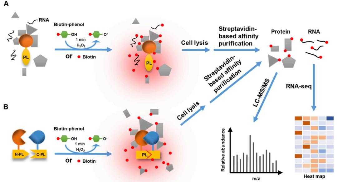 Proximity Labeling Techniques: Investigating Weak or Transient Protein Interactions