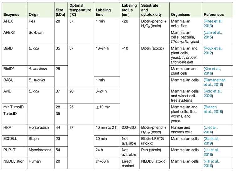 Table 1 Proximity Labeling technology enzymes currently used for protein interactions identification