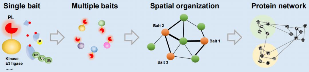 Figure 2: Employing proximity labeling technology to identify individual protein interactions, decipher spatial relationships among distinct proteins, and construct a protein interaction network.