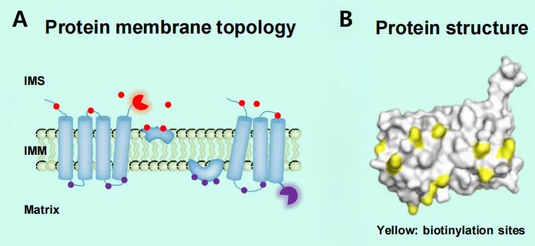 Figure 4: Utilizing proximity labeling technology to determine the topological structure and dynamic configuration of proteins. Due to the impermeability of the inner mitochondrial membrane (IMM) to small molecules, proximity labeling occurs exclusively in the intermembrane space (IMS - indicated in red) or on the matrix side (indicated in purple).