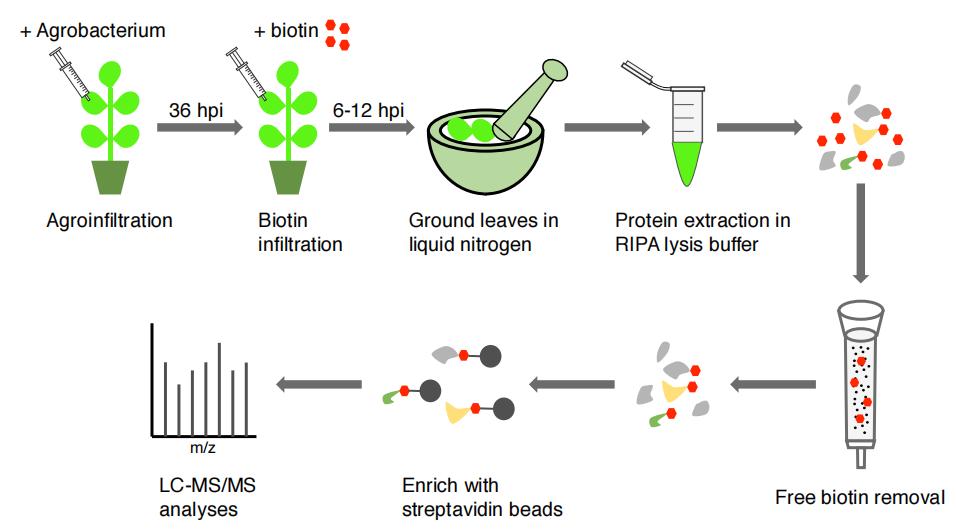 Figure 7: Schematic representation of the experimental workflow employing TurboID-based proximity labeling technology in Nicotiana benthamiana.