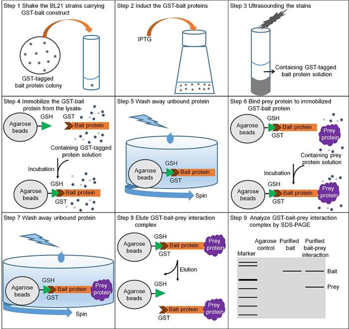 Pull-Down Assay Service