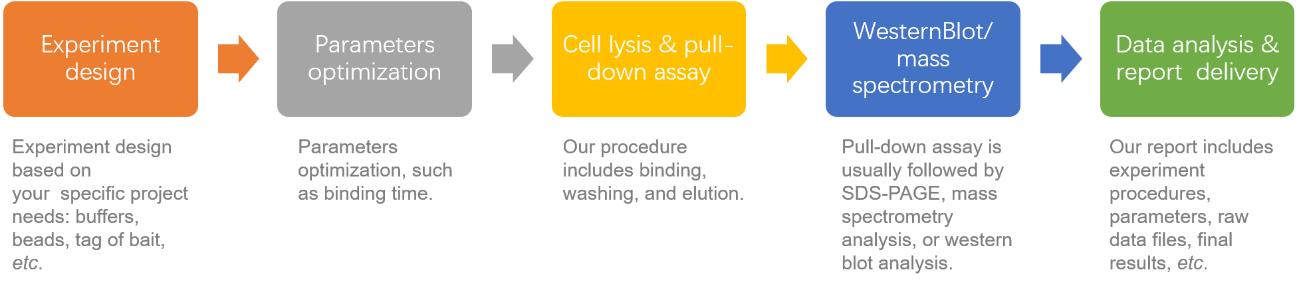 Pull-Down Assay Service