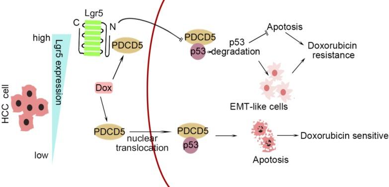 Figure 1. A graphical model for Lgr5-mediated Dox resistance in HCC cell lines.