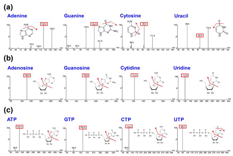 MS/MS spectra of representative molecular species using ESI positive mode. (a) Nucleobases, (b) nucleosides and (c) nucleotides