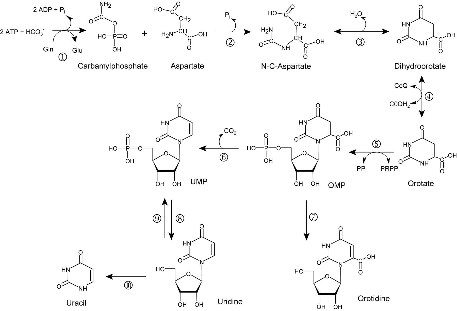 De novo pyrimidine biosynthesis.