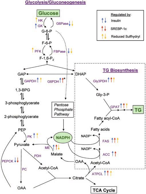 Regulation of glycolysis, gluconeogenesis, and triglyceride biosynthesis by insulin, SREBP-1c, and cellular sulfhydryl redox