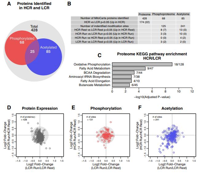 Mitochondrial Protein Acetylation Is Dynamic with Exercise