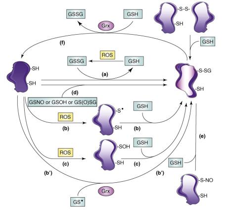 Main mechanisms of protein S-glutathionylation and deglutathionylation.