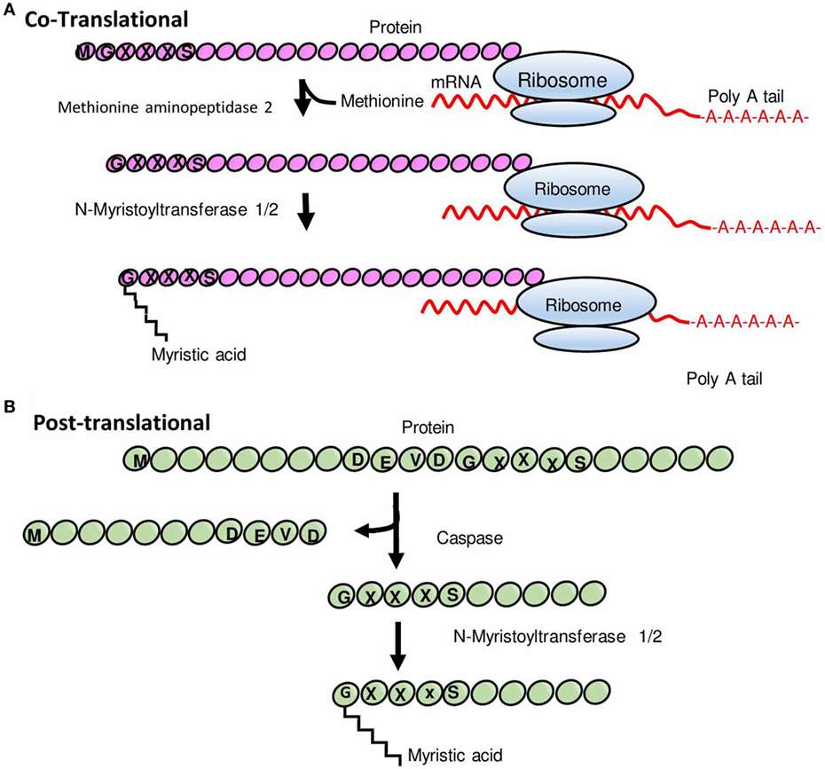 Schematic representation of N-myristoylation of proteins.