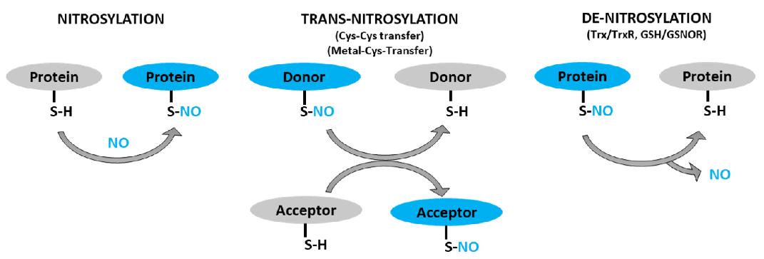 Schematic representation of protein S-nitrosylation, transnitrosylation, and denitrosylation