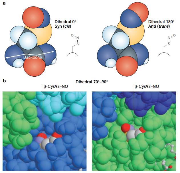 The nature of the S-nitrosothiol (SNO) linkage