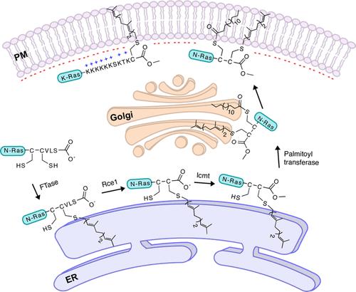 S-Prenylation: Function, Signaling, and Analytical Techniques