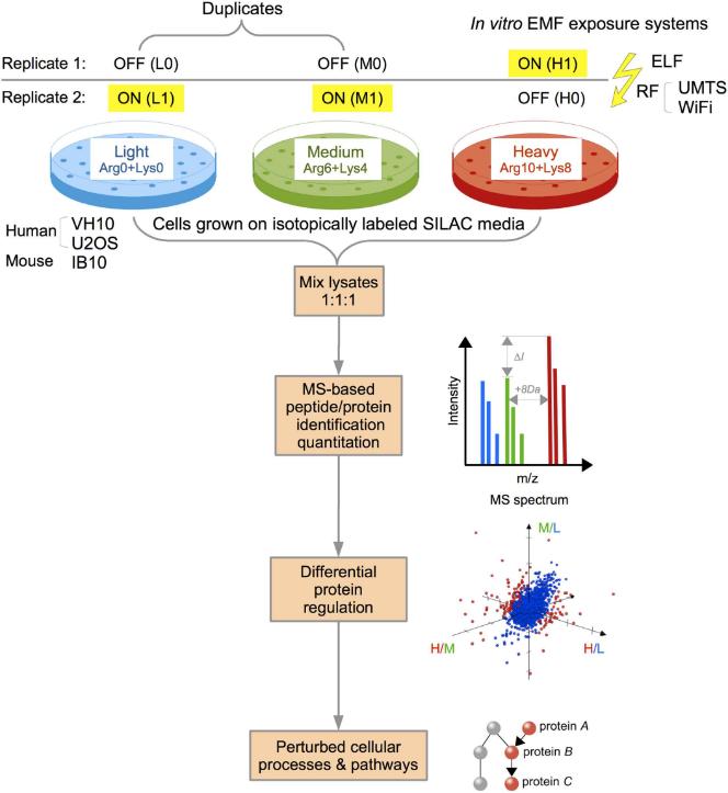 Semi-quantitative Proteomics Analysis