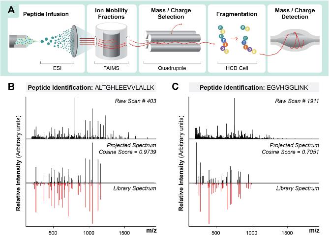 Figure 1. Overview of DI-SPA by DIA-MS strategy for peptide identification.