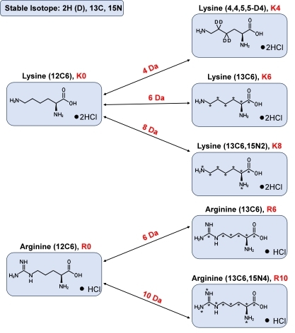 SILAC Based Proteomics Analysis