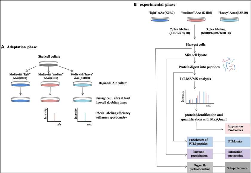 SILAC Based Proteomics Analysis