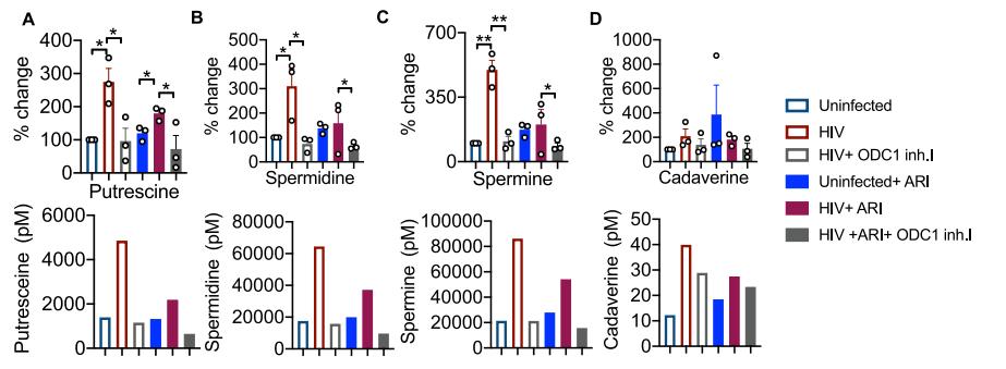 HIV-1 infection associated polyamine increase is dependent on ODC-1 activity.