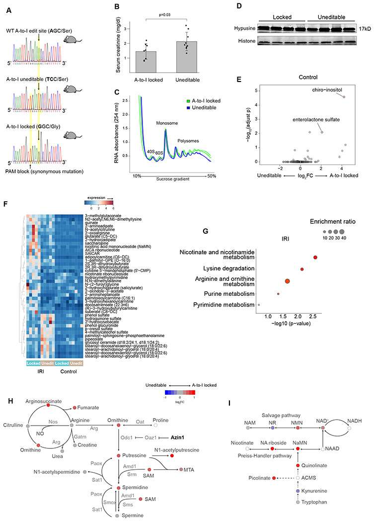 Azin1 A-to-I locked state limits kidney injury by upregulating polyamines and other protective pathways