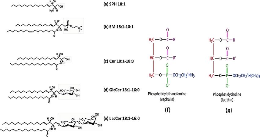 Sphingolipids and phospholipids: The classification of sphingolipids is based on the group attached to the sphingosine (LCB) backbone