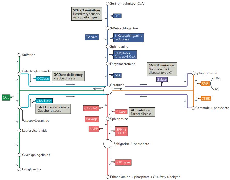 Pathways of sphingolipid metabolism and key enzymes