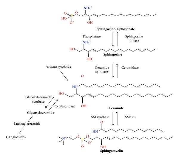 Overview of sphingolipid synthesis