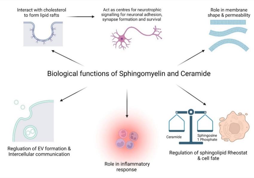 Sphingomyelin (SM) and ceramide functions