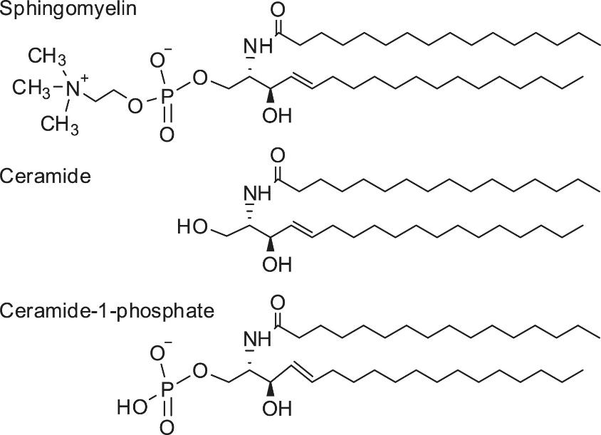 Chemical structures of sphingomyelin, ceramide, and ceramide-1-phosphate carrying a C16 saturated fatty acid (palmitic acid)