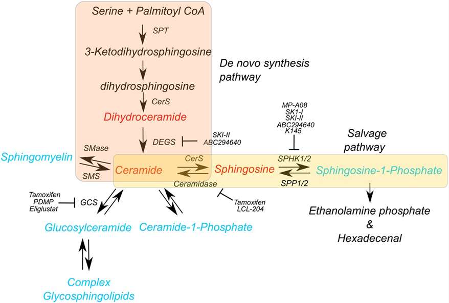 Overview of the sphingolipid cycle