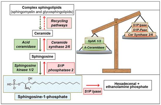 Sphingosine: Structure, Functions and Detection