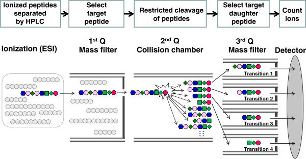 Principle of peptide selection by selected/multiple reaction monitoring (SRM/MRM) mode of triple quadrupole mass spectrometry (QqQ MS)