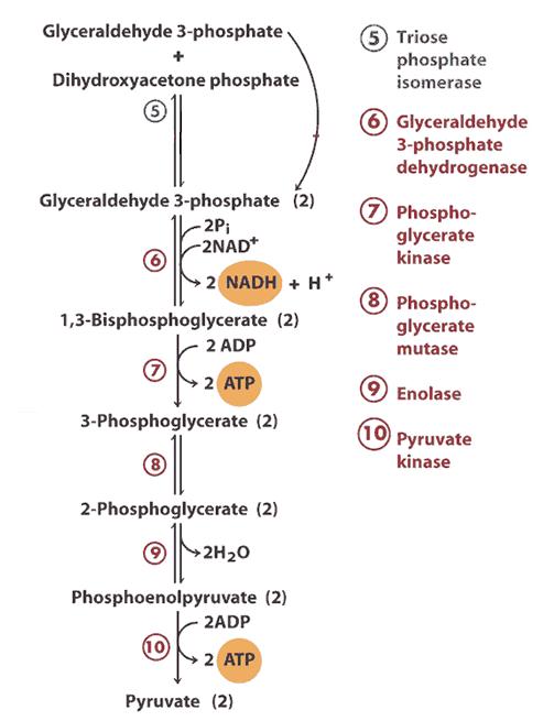 The glycolysis pathway divided into two parts.