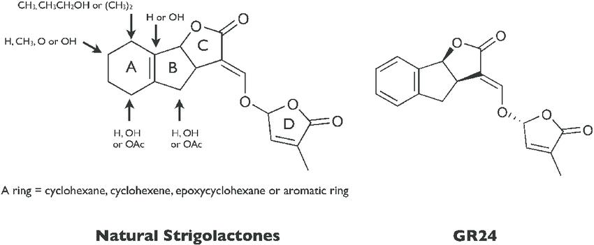 Structure of strigolactones