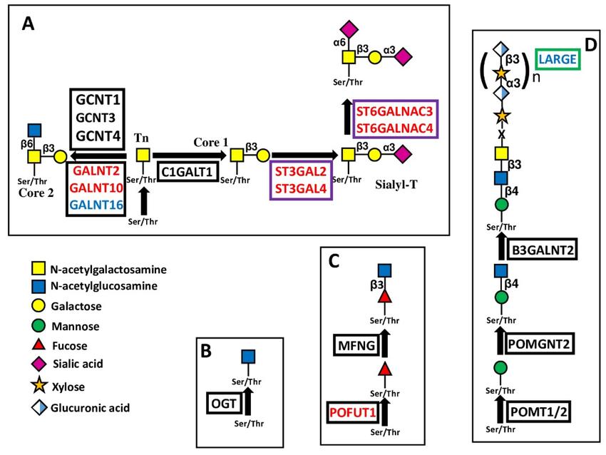 Biosynthesis and structure of O-linked chains (Pucci et al., 2022).