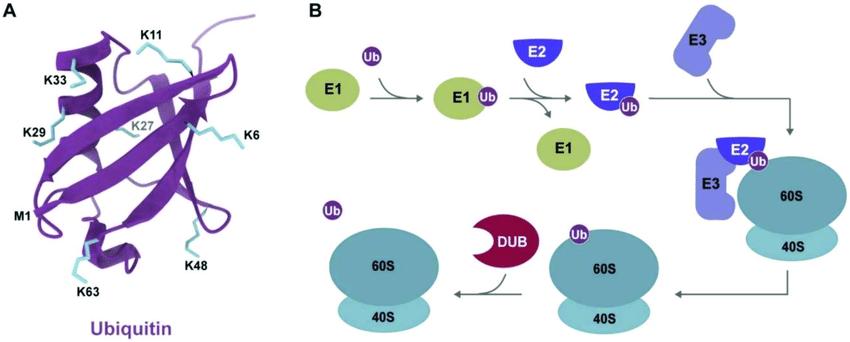 Ubiquitin and overview of the process of ubiquitination